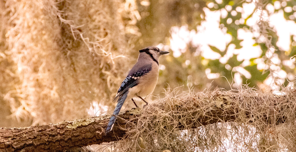Blue Jay in the Tree! by rickster549