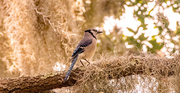 16th Apr 2024 - Blue Jay in the Tree!