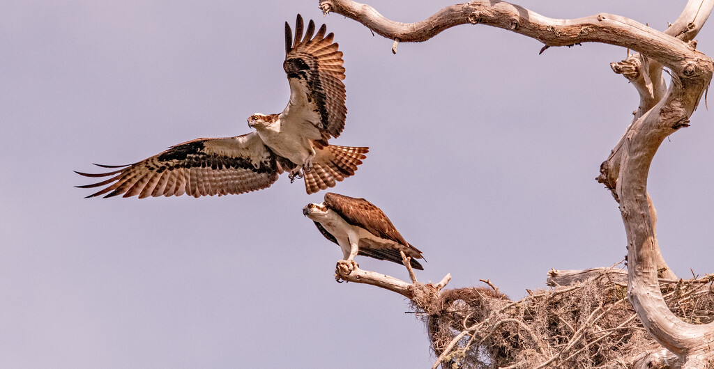 Ospreys Showing Off! by rickster549