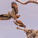 Ospreys Showing Off! by rickster549