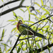 April Bird - 17 by yaorenliu