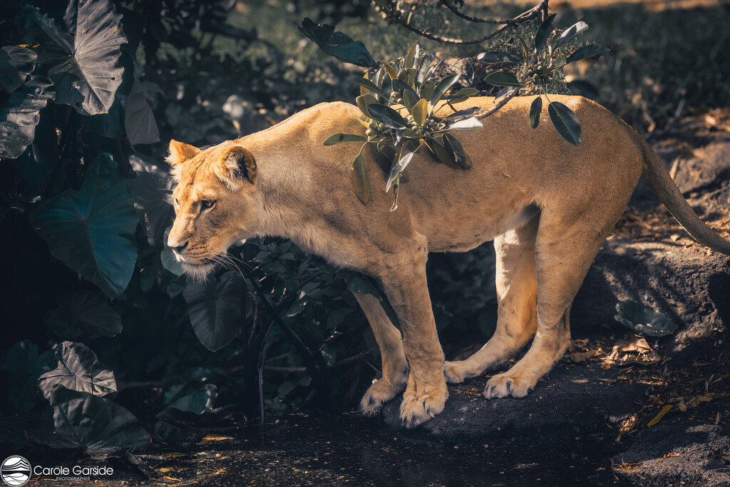 Lioness by yorkshirekiwi