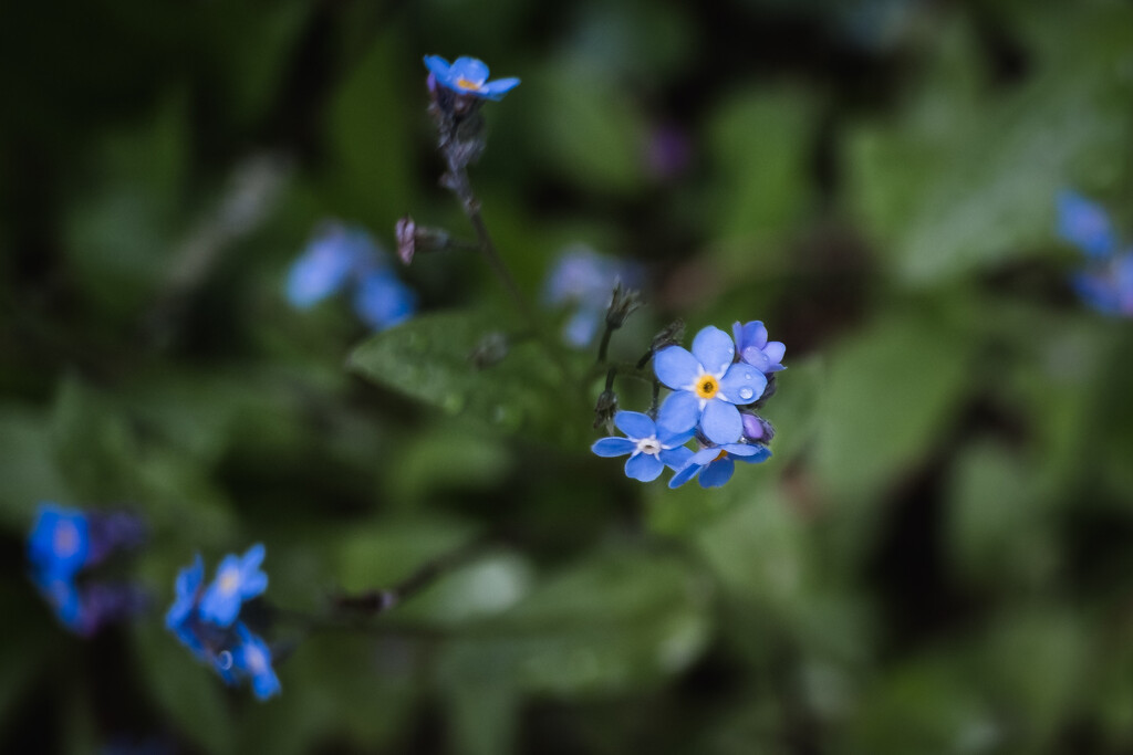 Forget Me Nots by tina_mac