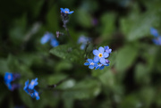 16th Apr 2024 - Forget Me Nots