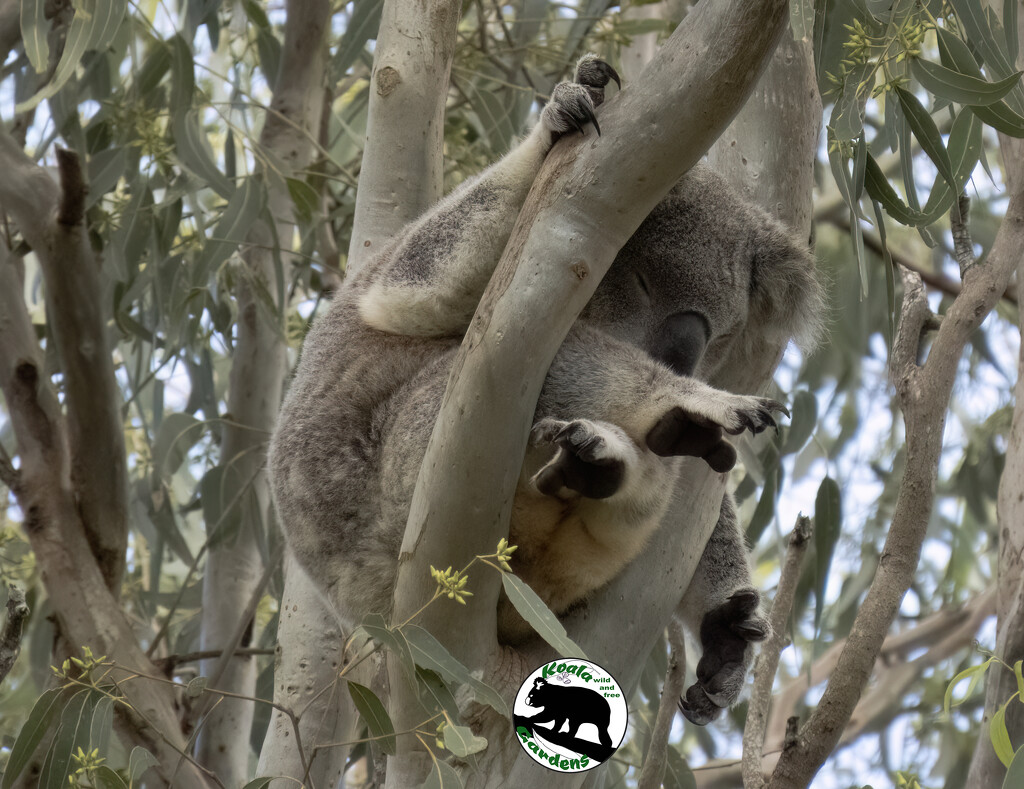 yeah, I'm pretty comfy here I reckon by koalagardens