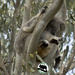 yeah, I'm pretty comfy here I reckon by koalagardens