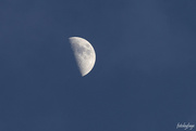 15th Apr 2024 - Half Moon
