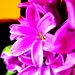 Cvjetić zumbula