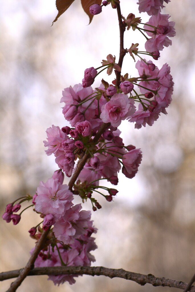 Cherry Blossom branch........ by ziggy77