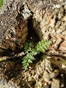 15th Apr 2024 - Little fern in a stump?