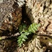 Little fern in a stump?