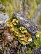 17th Apr 2024 - Tree stump with fungi