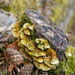 Tree stump with fungi