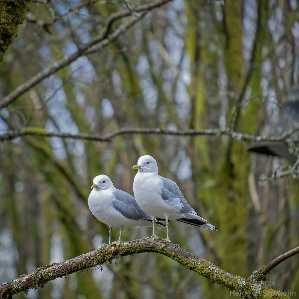 Two seagulls in a tree by helstor365