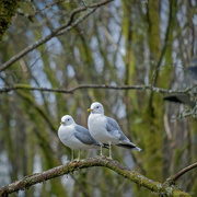 17th Apr 2024 - Two seagulls in a tree