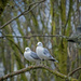 Two seagulls in a tree