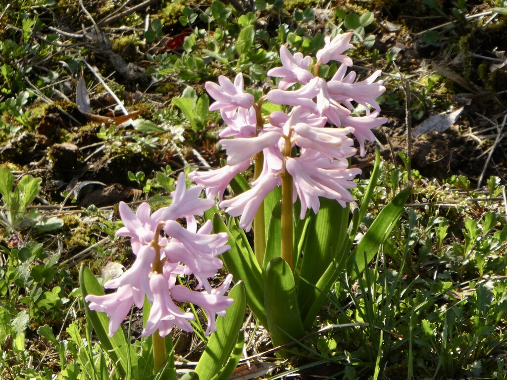 Pink hyacinth  by mtb24