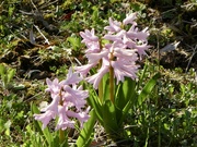 17th Apr 2024 - Pink hyacinth 