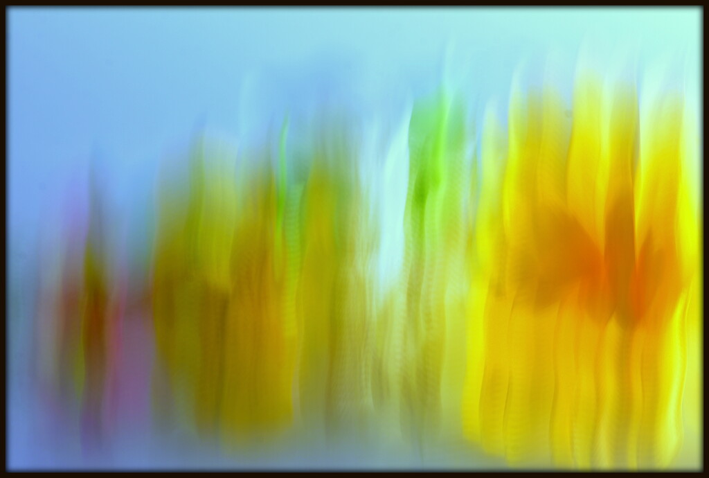 Flowers in Movement by jayberg