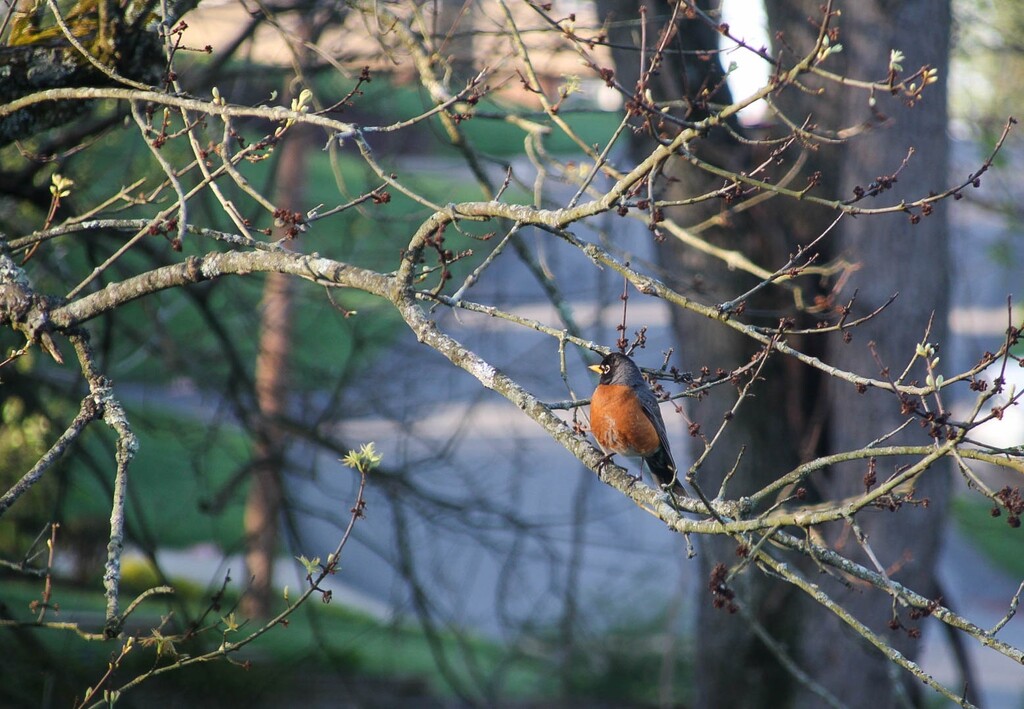A robin in my tree by mittens