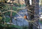 17th Apr 2024 - A robin in my tree