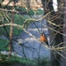 A robin in my tree by mittens