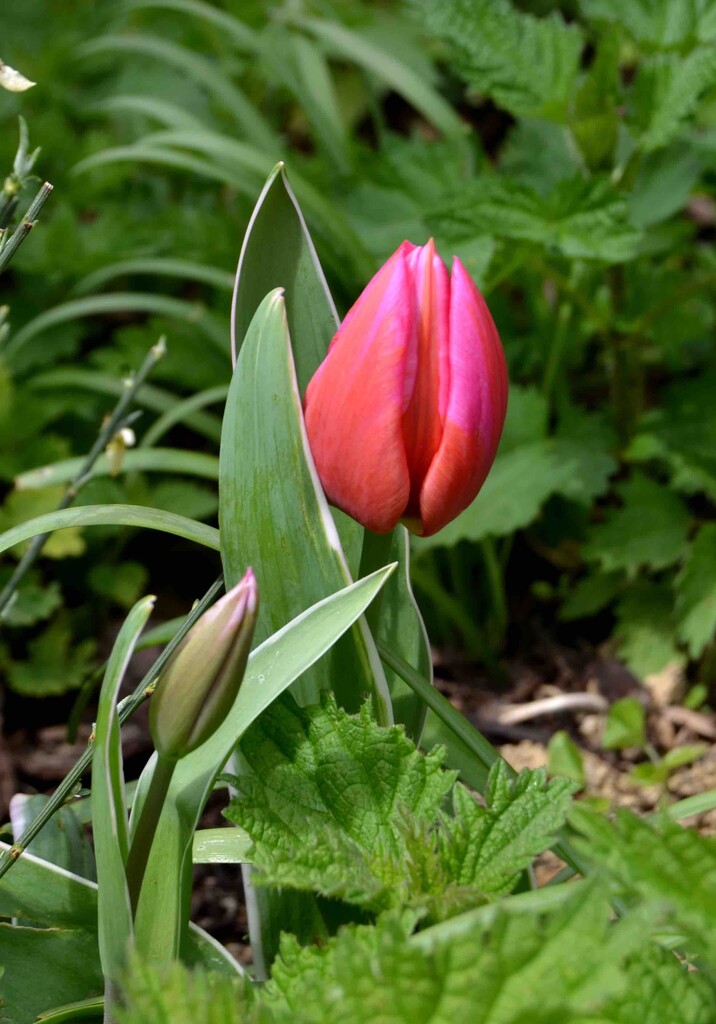 Tulips by arkensiel