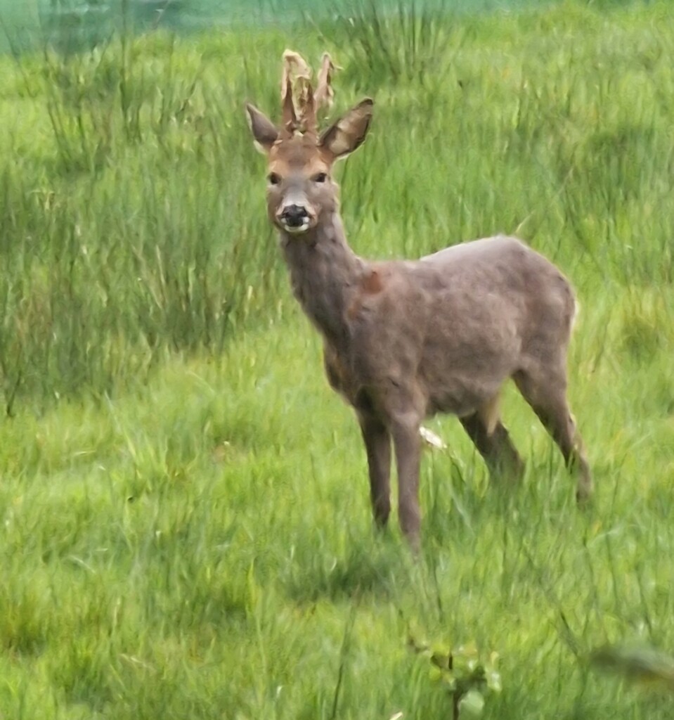 Young deer by happyteg