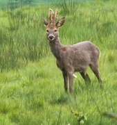 17th Apr 2024 - Young deer
