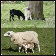 17th Apr 2024 - Little Lambs