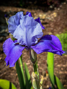 17th Apr 2024 - Bearded Iris