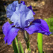 Bearded Iris by shutterbug49