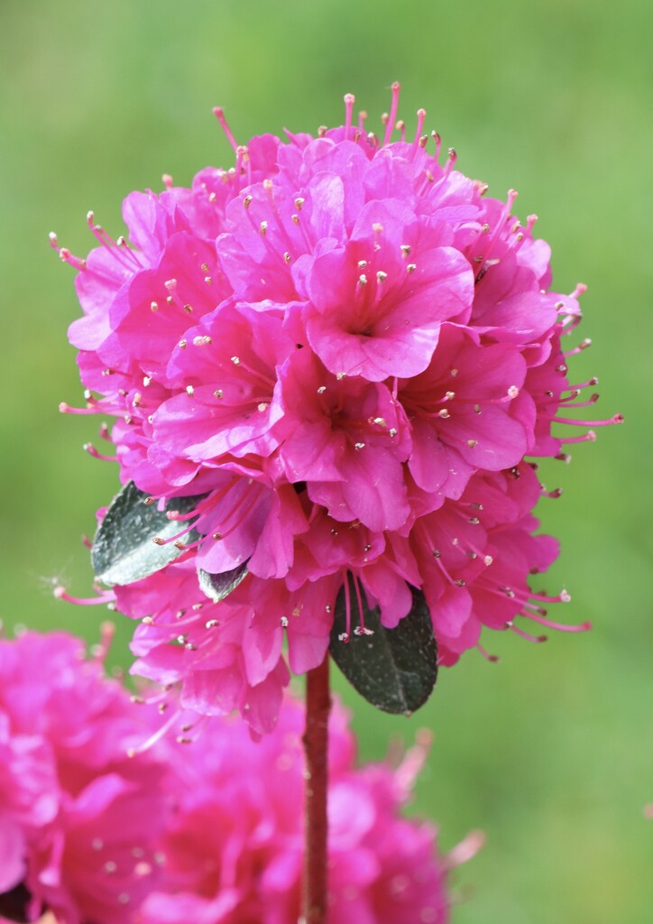 Azalea Flower by jeremyccc