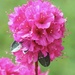 Azalea Flower by jeremyccc