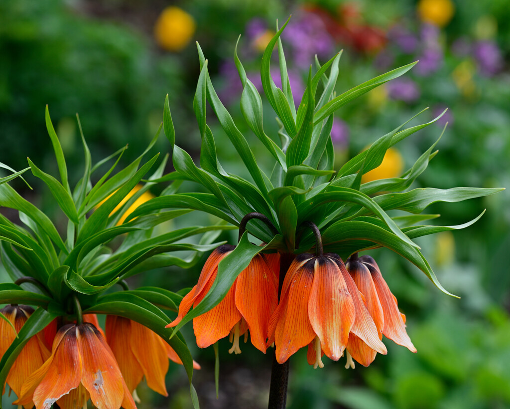 Crown Imperial by whdarcyblueyondercouk