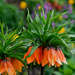 Crown Imperial by whdarcyblueyondercouk