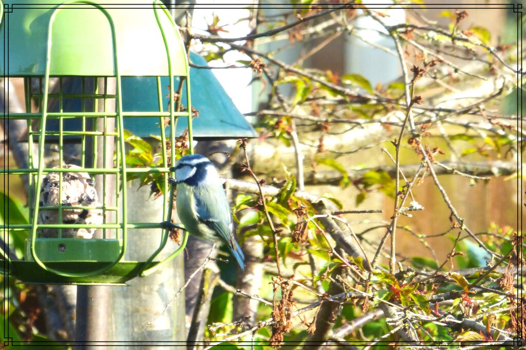 Blue-tit at the feeder by beryl