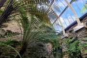 17th Apr 2024 - curves at Benmore Fernery