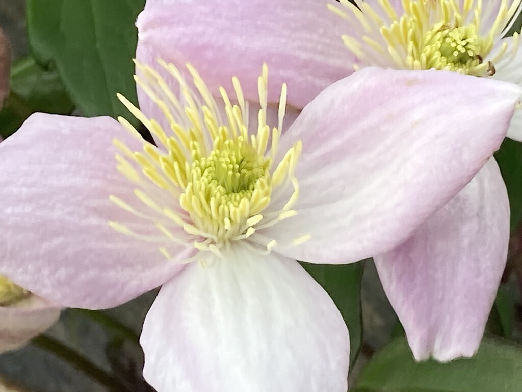 Clematis Blossom by cataylor41