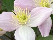 17th Apr 2024 - Clematis Blossom