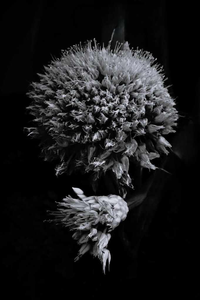 Onion Bouquet  by photohoot