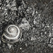 Snail on the Path