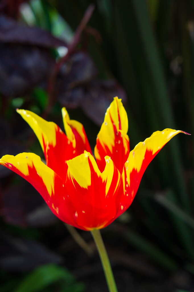 Yellow and red tulip by josiegilbert