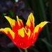 Yellow and red tulip by josiegilbert