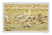 11th Apr 2024 - Sand Hill Cranes