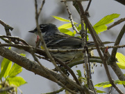 17th Apr 2024 - yellow-rumped warbler