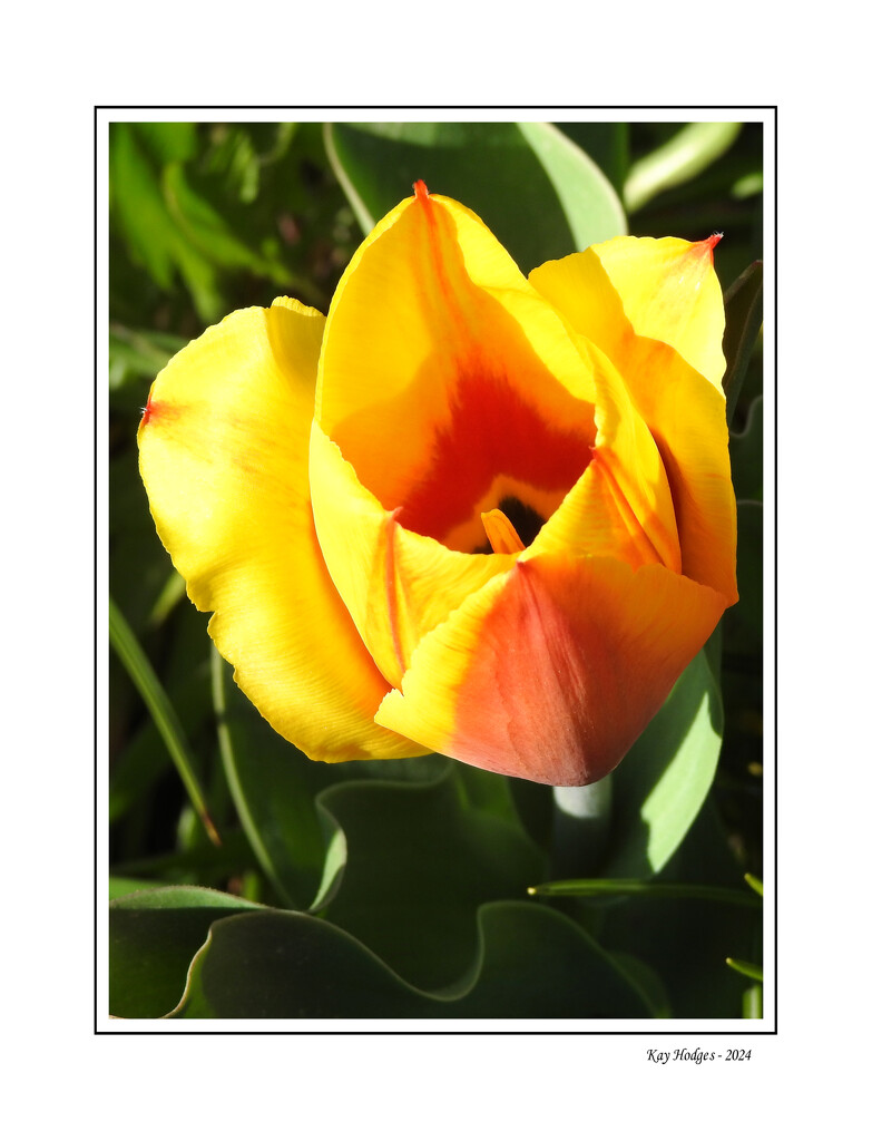 Yellow Tulip by kbird61