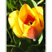 Yellow Tulip by kbird61