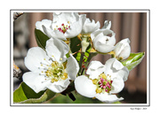 12th Apr 2024 - Apple Blossoms