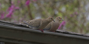 17th Apr 2024 - mourning doves